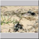 Andrena vaga - Weiden-Sandbiene -13- 06.jpg